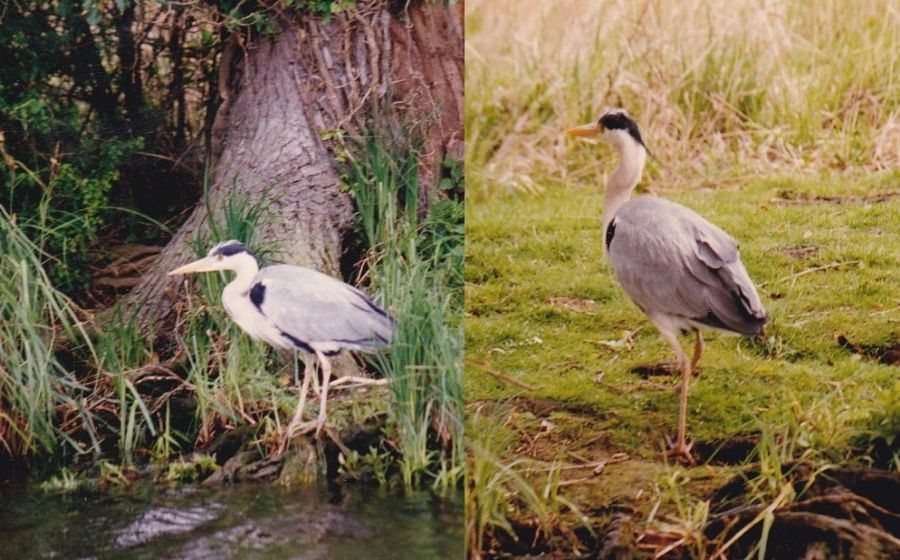 Norfolkbroads