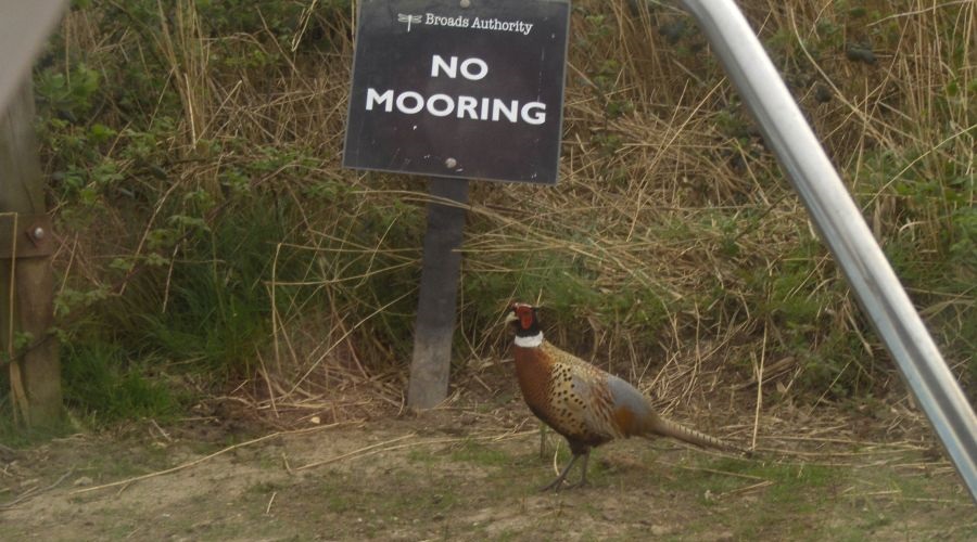 Norfolkbroads