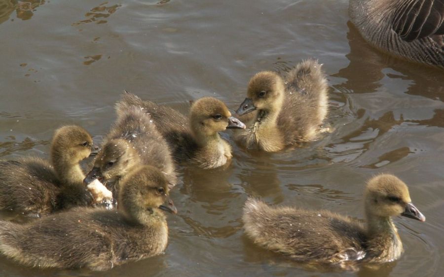 Norfolkbroads