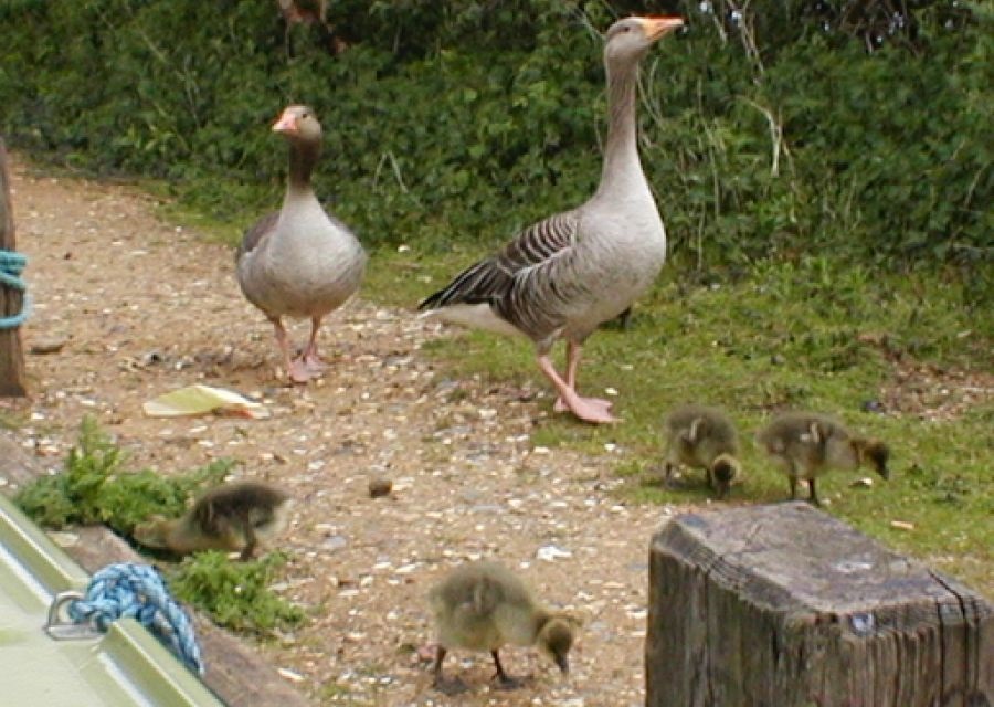 Norfolkbroads