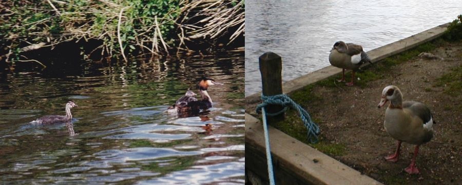 Norfolkbroads