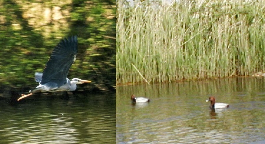 Norfolkbroads