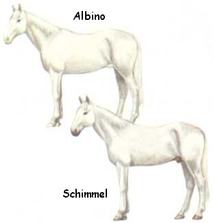 Albino / Schimmel