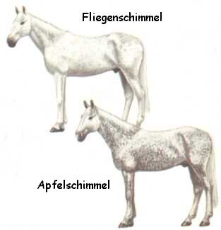 Fliegenschimmel / Apfelschimmel