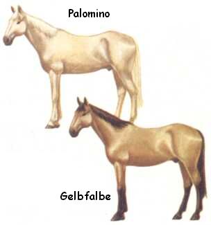 Palomino / Gelbfalbe