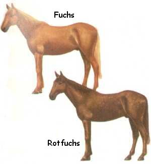 Fuchs / Rotfuchs