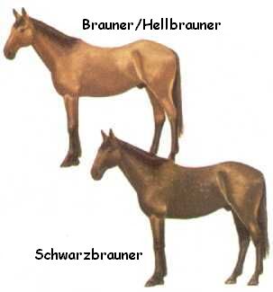 Brauner / Schwarzbrauner