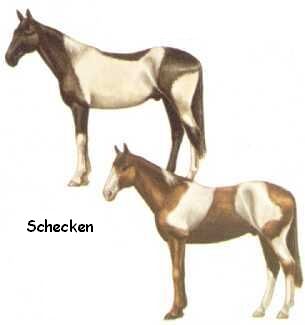 Schecken