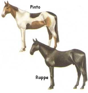 Pinto / Rappe