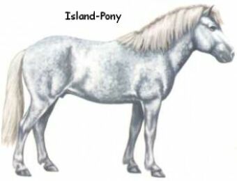 Island-Pony