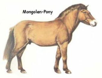 Mongolen-
Pony