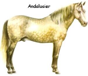 Andalusier