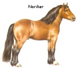 Noriker