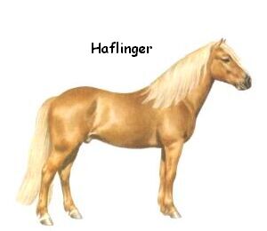 Haflinger