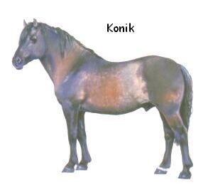 Konik